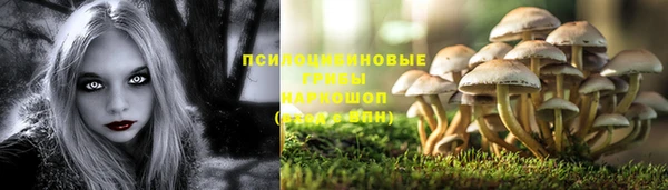 прущие грибы Надым